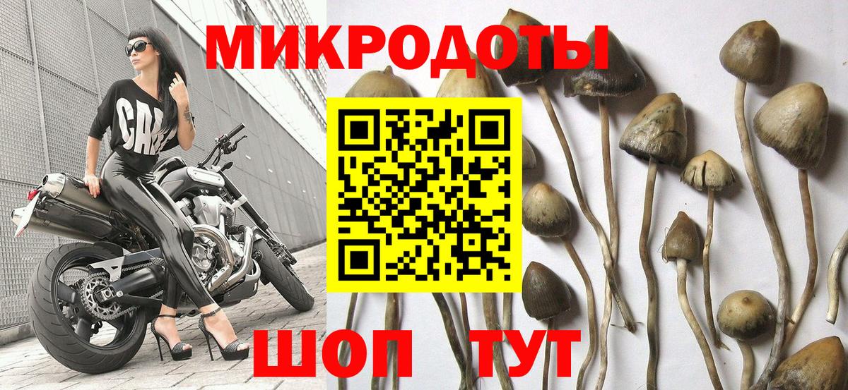 Псилоцибиновые грибы мицелий Черкесск